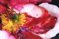 アラーキーの花