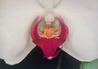 アラーキーの花